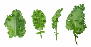 Salad Greens 52xPNG