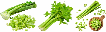 Salad Greens 52xPNG