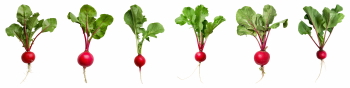 Salad Greens 52xPNG