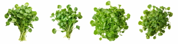 Salad Greens 52xPNG