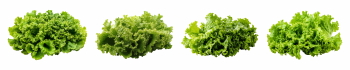 Salad Greens 52xPNG