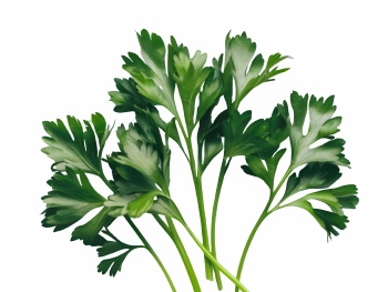 Salad Greens 52xPNG