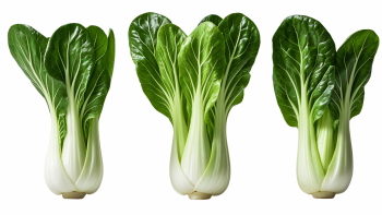 Salad Greens 52xPNG