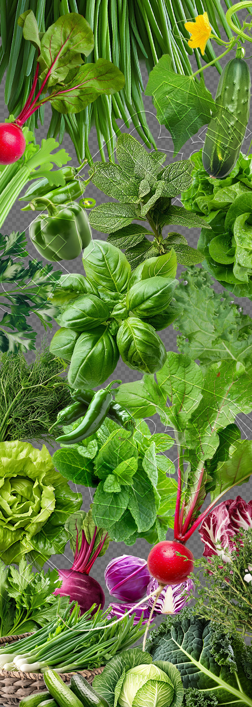 Salad Greens 52xPNG