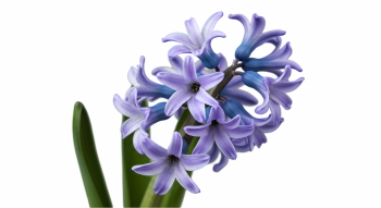 Early Spring Beautiful Glory of the Snow Flowers 26xPNG