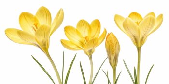 Early Spring Beautiful Glory of the Snow Flowers 26xPNG