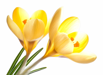 Early Spring Beautiful Glory of the Snow Flowers 26xPNG