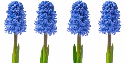 Early Spring Beautiful Glory of the Snow Flowers 26xPNG