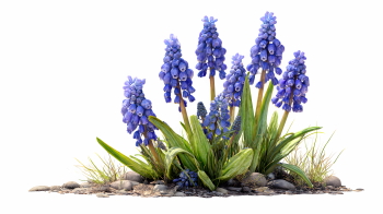 Early Spring Beautiful Glory of the Snow Flowers 26xPNG