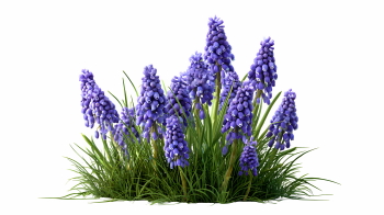 Early Spring Beautiful Glory of the Snow Flowers 26xPNG