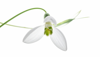 Early Spring Beautiful Glory of the Snow Flowers 26xPNG