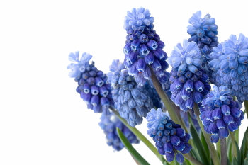 Early Spring Beautiful Glory of the Snow Flowers 26xPNG