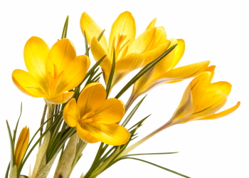 Early Spring Beautiful Glory of the Snow Flowers 26xPNG