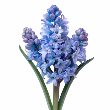 Early Spring Beautiful Glory of the Snow Flowers 26xPNG