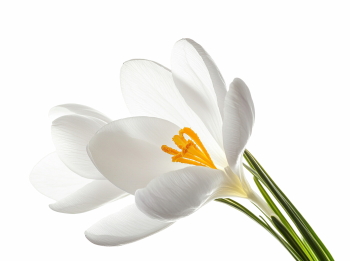 Early Spring Beautiful Glory of the Snow Flowers 26xPNG