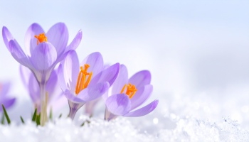 Early Spring Beautiful Glory of the Snow Flowers 26xJPEG