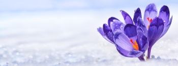 Early Spring Beautiful Glory of the Snow Flowers 26xJPEG