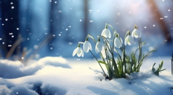 Early Spring Beautiful Glory of the Snow Flowers 26xJPEG