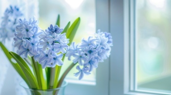 Early Spring Beautiful Glory of the Snow Flowers 26xJPEG