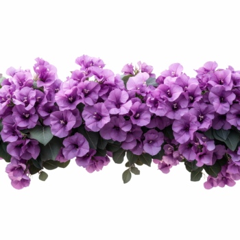 Purple Spring Flowers 24xPNG, 1xAI