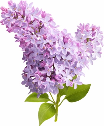 Purple Spring Flowers 24xPNG, 1xAI