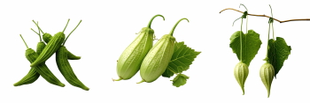 Food Collection 58xPNG