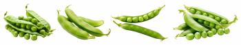 Food Collection 58xPNG