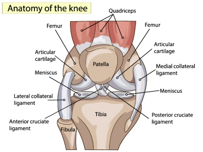 Knee Joint Treatment VECTORS 26xAI