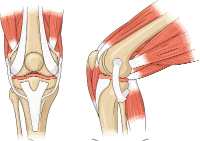 Knee Joint Treatment VECTORS 26xAI