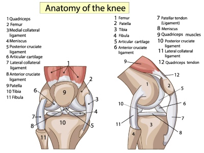 Knee Joint Treatment VECTORS 26xAI