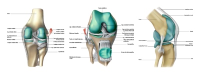 Knee Joint Treatment VECTORS 26xAI