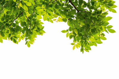 Green Leaved Branches 33xPNG