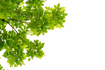 Green Leaved Branches 33xPNG