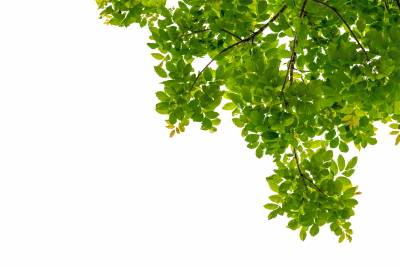 Green Leaved Branches 33xPNG