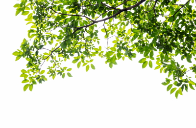 Green Leaved Branches 33xPNG