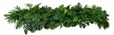 Green Leaved Branches 33xPNG