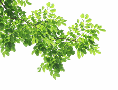 Green Leaved Branches 33xPNG