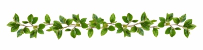 Green Leaved Branches 33xPNG