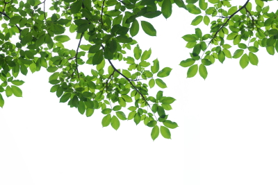 Green Leaved Branches 33xPNG