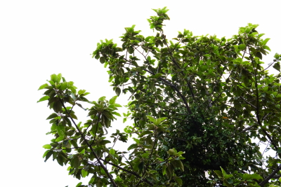 Green Leaved Branches 33xPNG