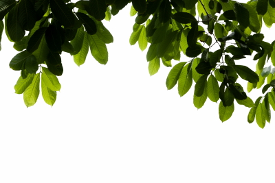 Green Leaved Branches 33xPNG