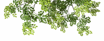 Green Leaved Branches 33xPNG