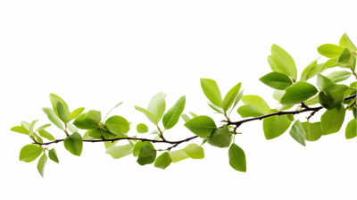 Green Leaved Branches 33xPNG