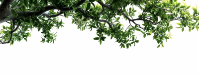 Green Leaved Branches 33xPNG