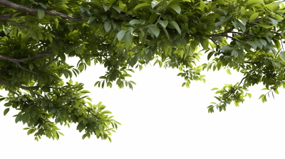 Green Leaved Branches 33xPNG