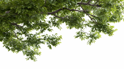 Green Leaved Branches 33xPNG