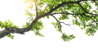 Green Leaved Branches 33xPNG