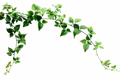 Green Leaved Branches 33xPNG