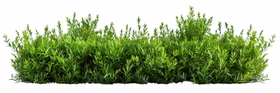 Green Leaved Branches 33xPNG