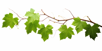 Green Leaved Branches 33xPNG